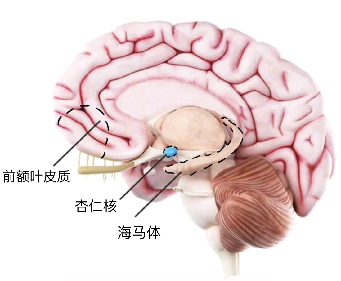 失眠 抑郁症对大脑发育的影响? - 知乎