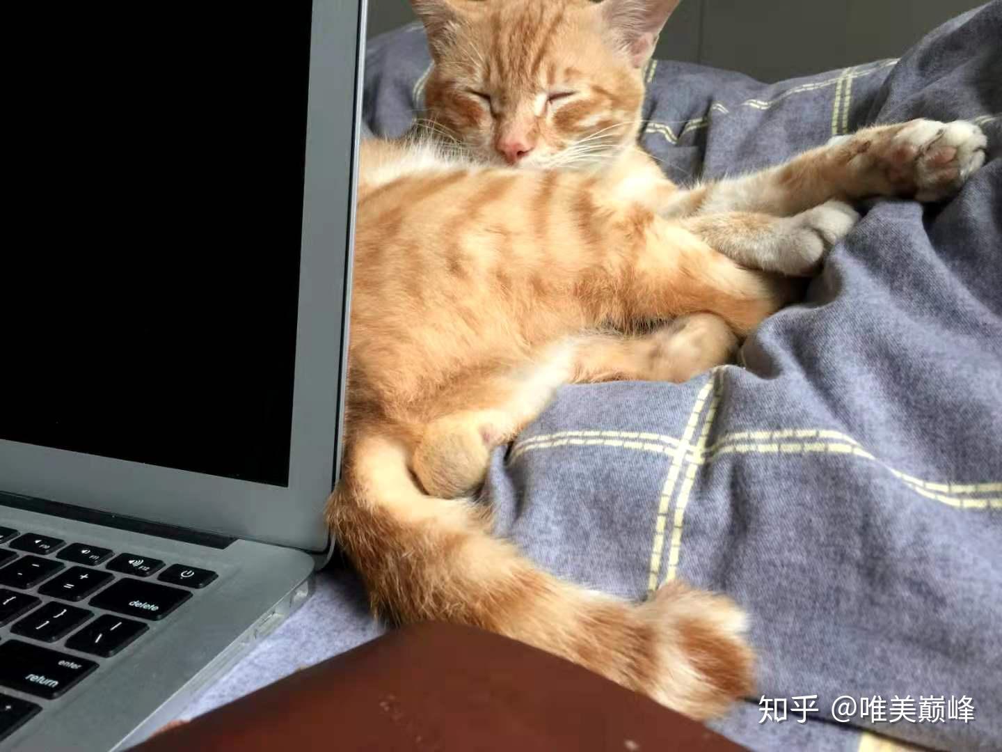 猫咪为什么喜欢做「 揣手手」的动作？ - 知乎
