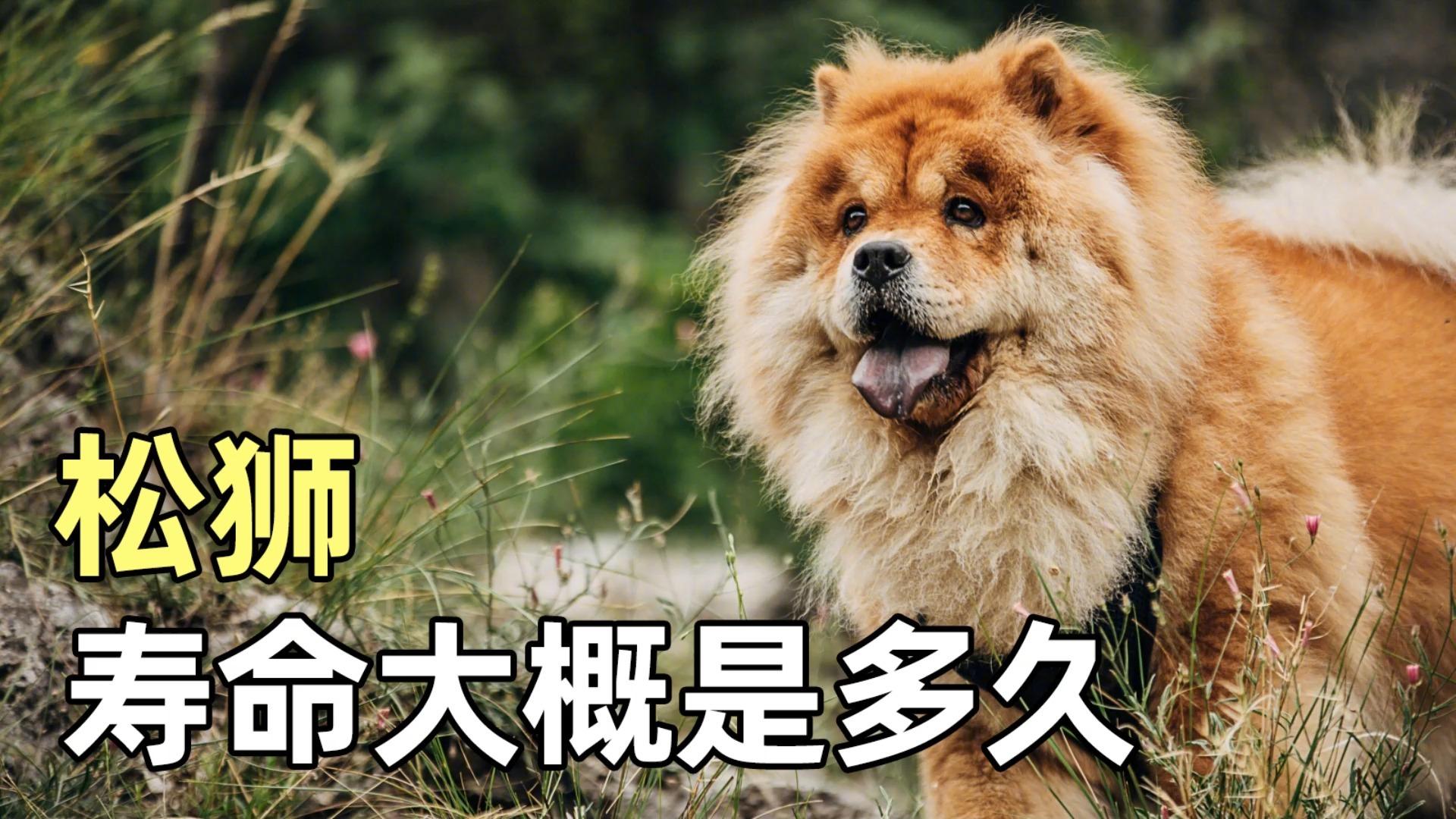 鬆獅犬的壽命有多長? - 知乎