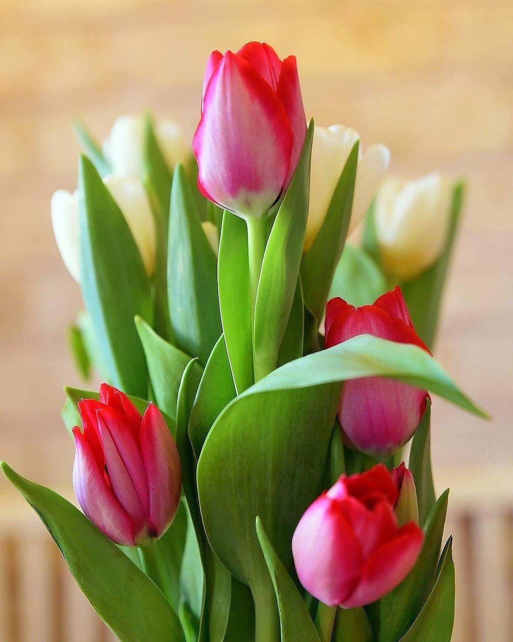 2. 郁金香绽放季