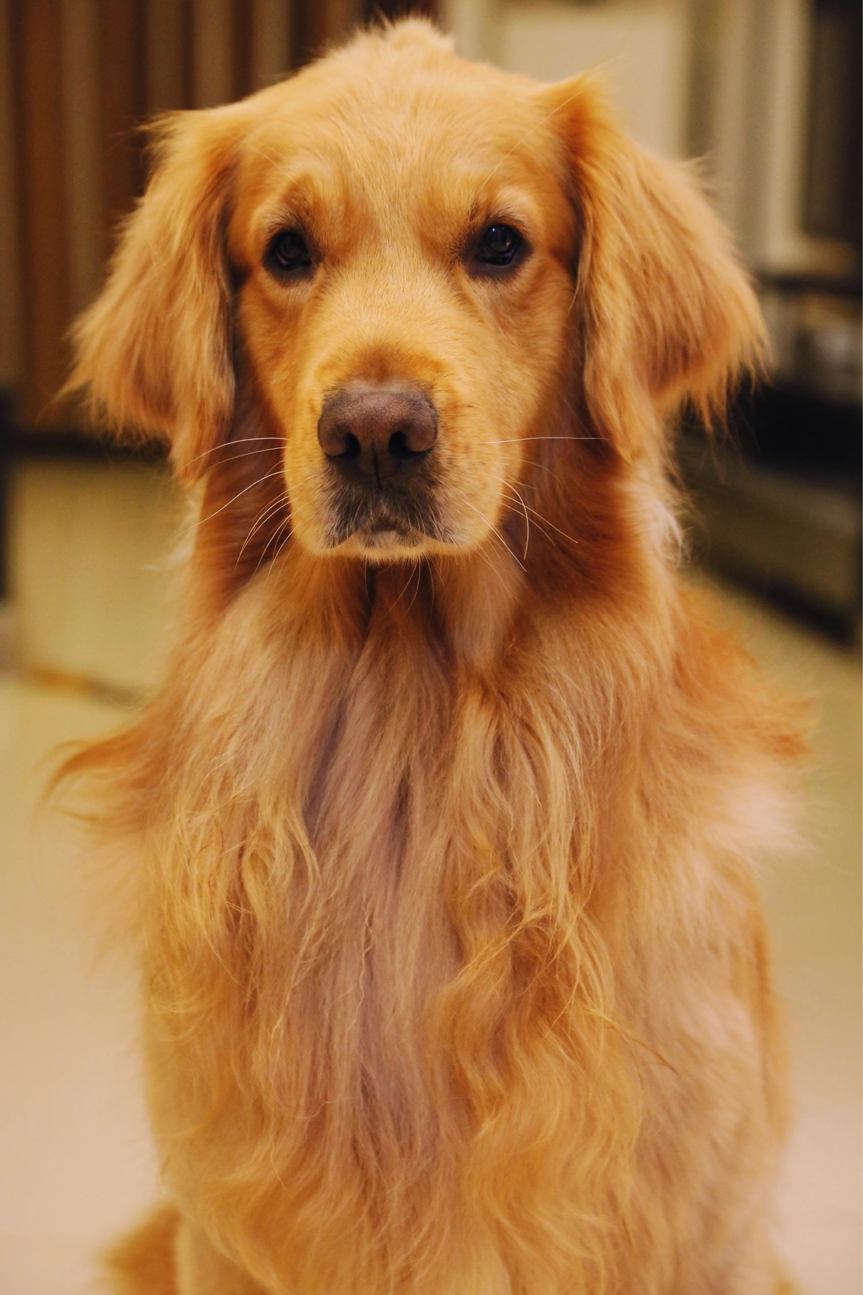 有一只品相特别好的金毛犬是什么体验