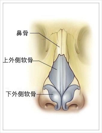 鼻子正面解剖图图片