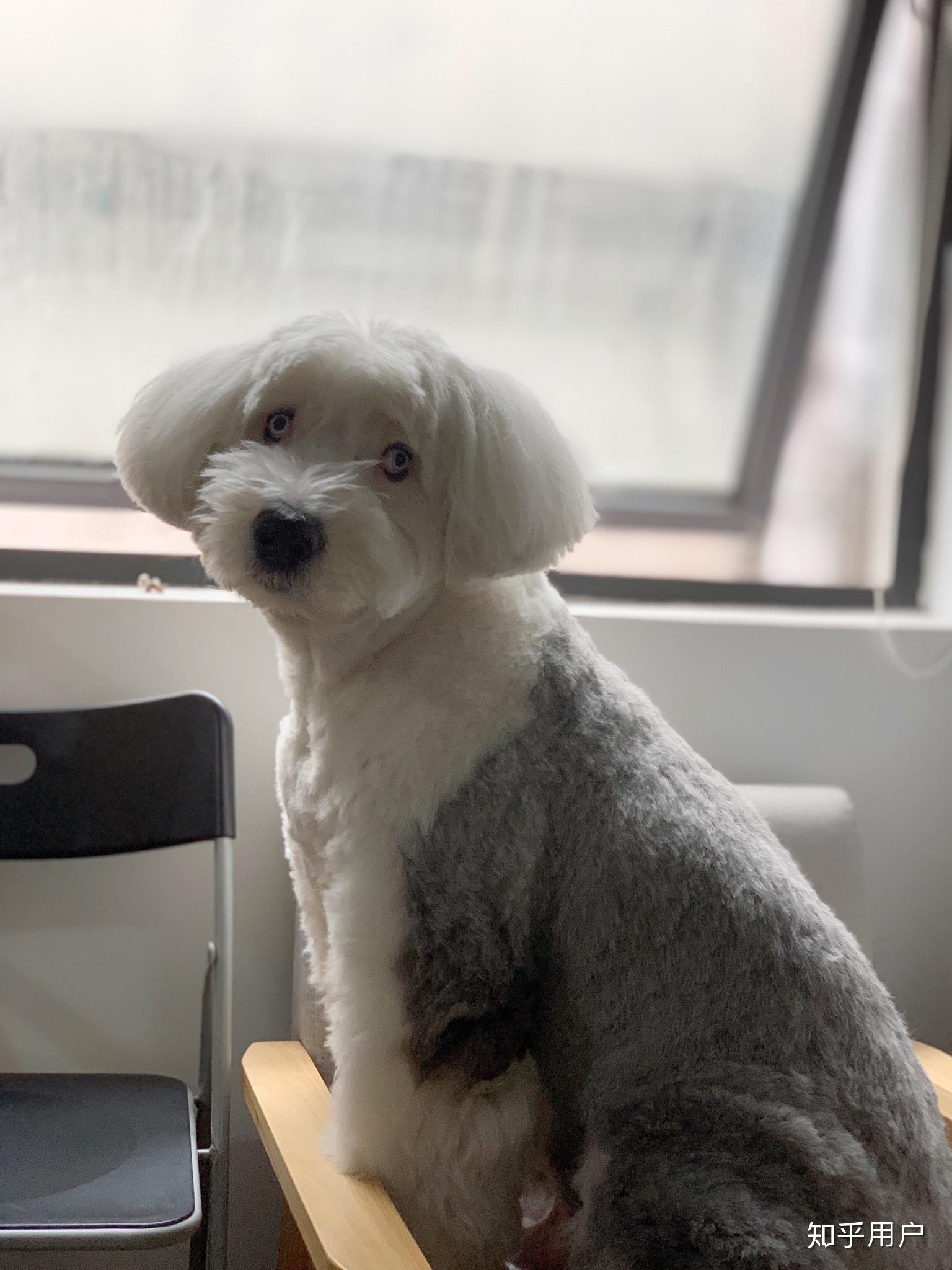 多乐士广告里的那条狗叫什么名字