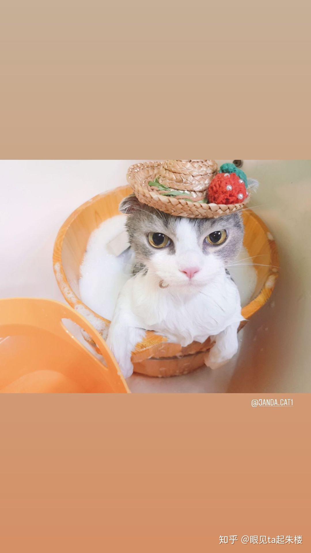 能介绍一下lisa的猫吗? - 知乎