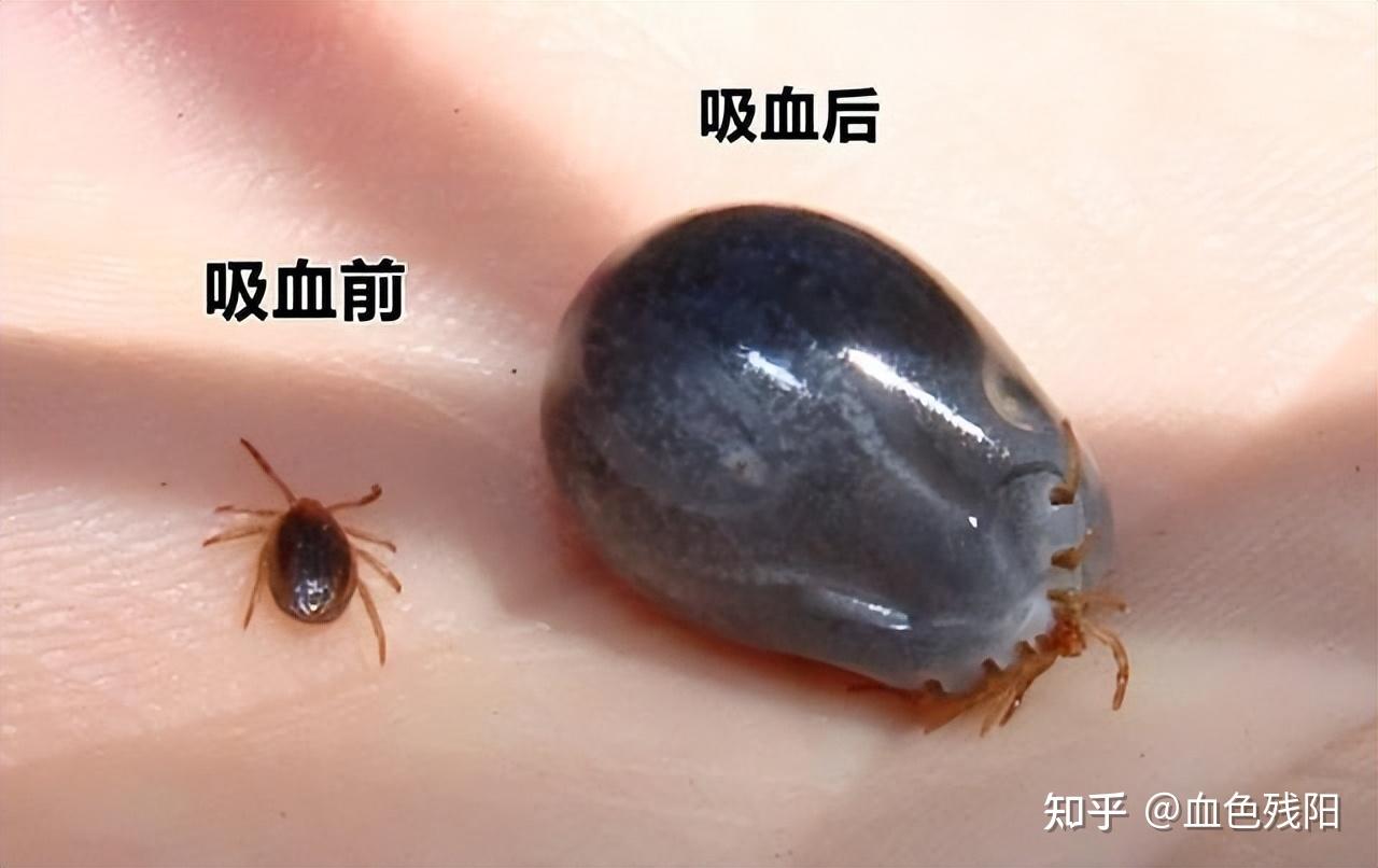猫咪身上的蜱虫长什么样子? - 知乎