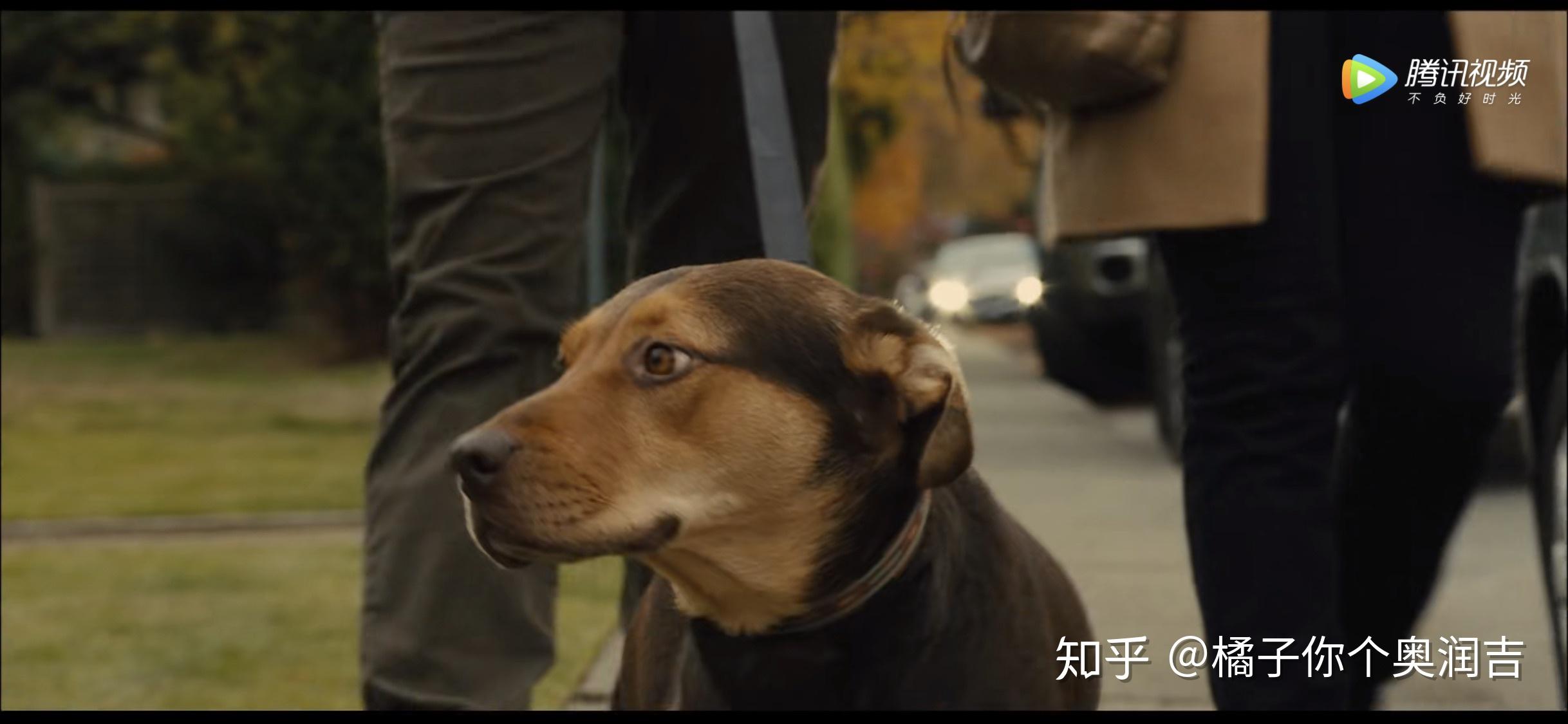 一条狗的回家路电影里的狗狗是什么品种