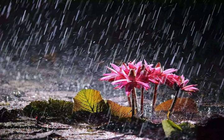 【原创】古诗《风雨人生》 - 知乎