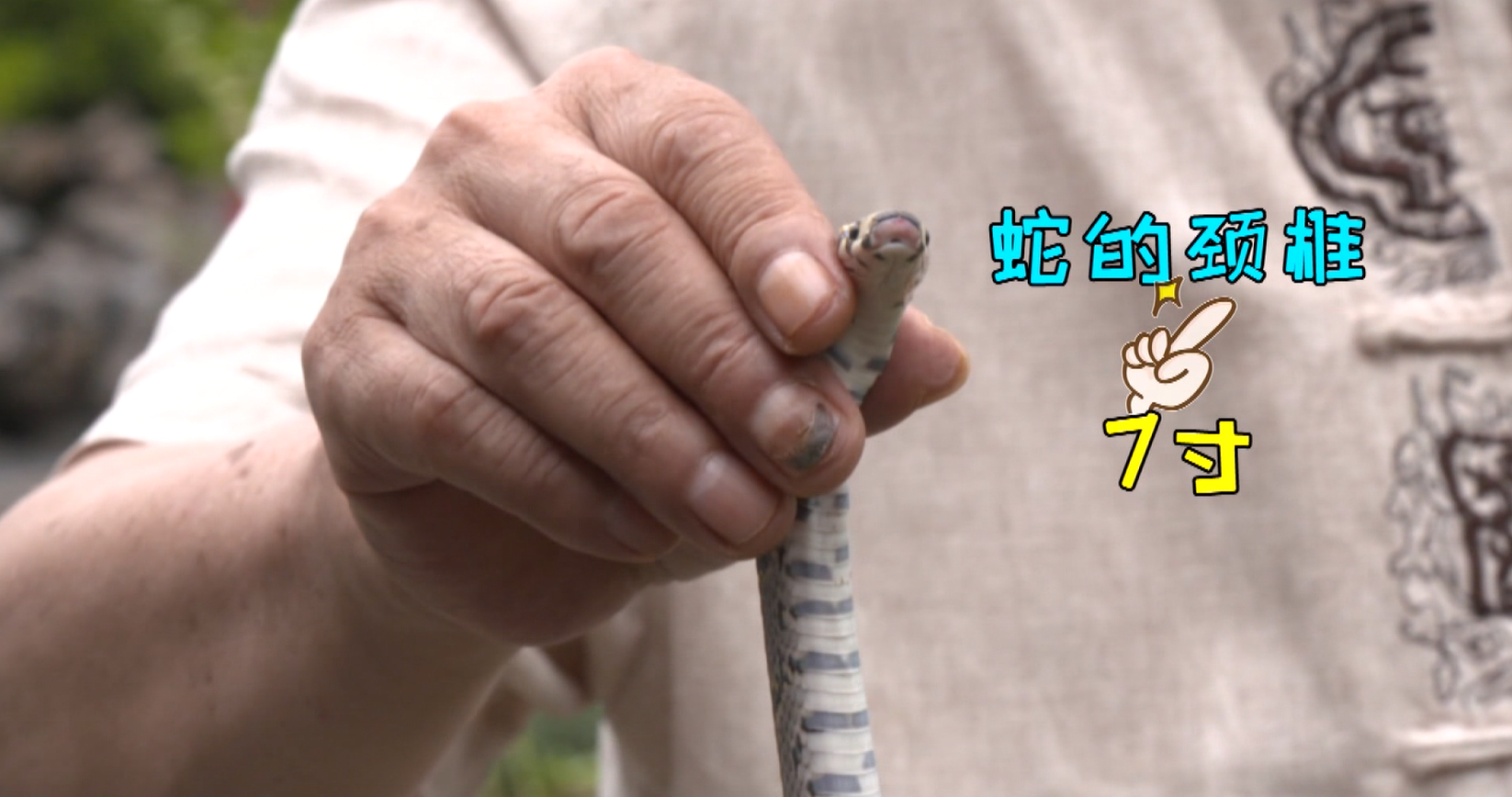 打蛇打七寸的七寸到底是指什么和蛇本身多长有没有关系呢蛇不够七寸的