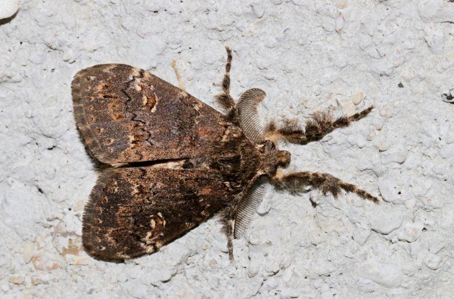 这个头上有触角的毛毛虫是什么昆虫?