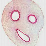 Zhihu profile picture for @penetrated