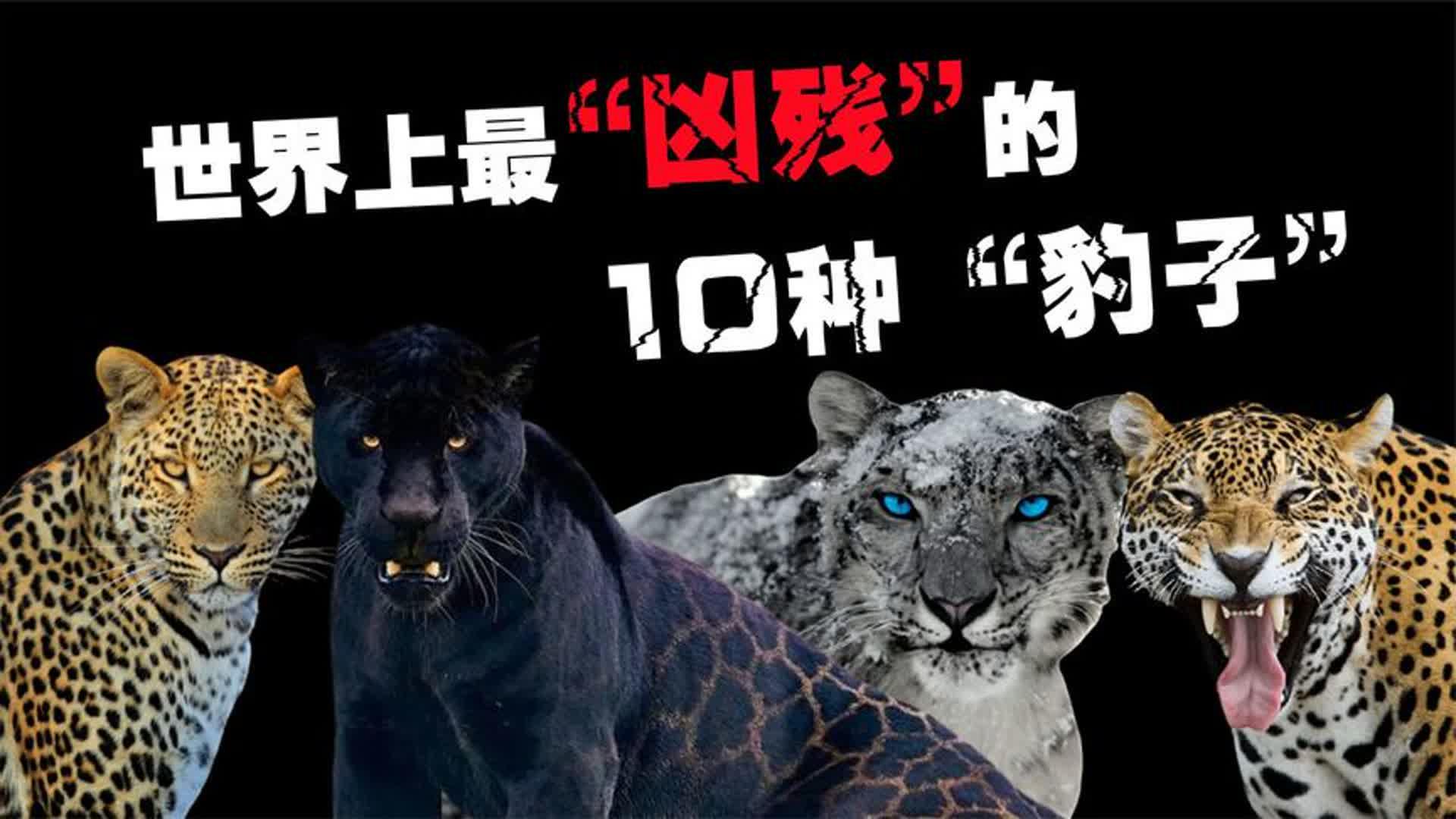 世界上最凶猛的10种豹子美洲豹的战斗力远超我们的认知