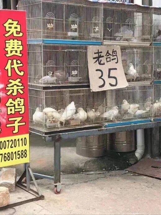 你们有那张 代杀鸽子老鸽10块 那个表情包吗哈哈哈? - 知乎