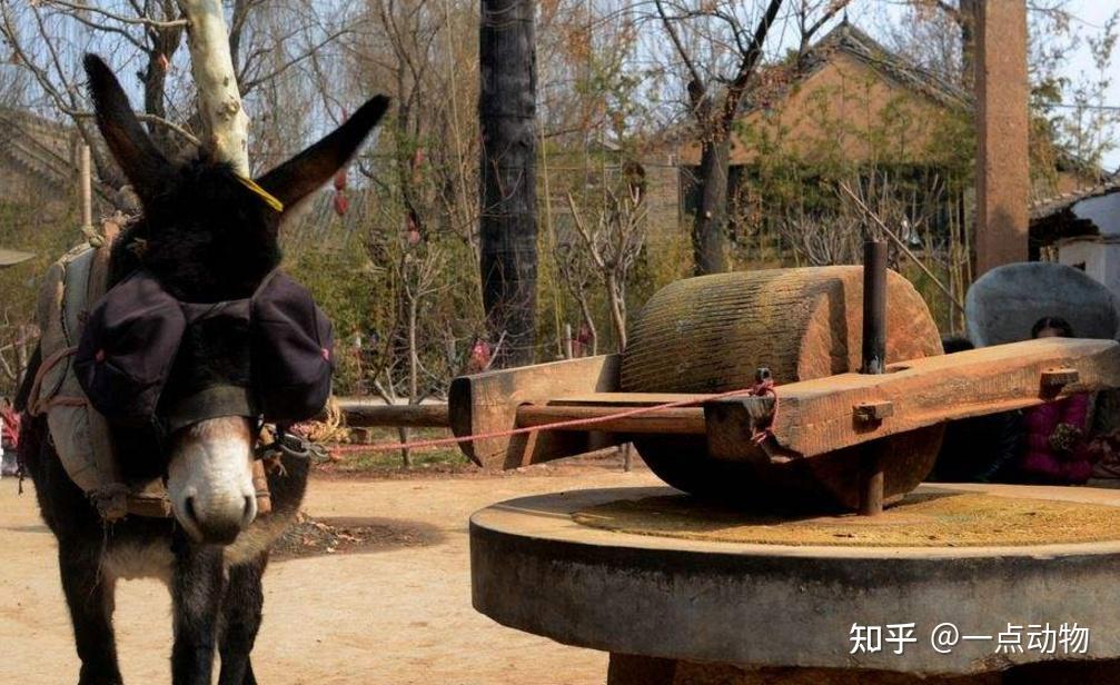 为什么驴适合拉磨,而不是马和牛? - 知乎