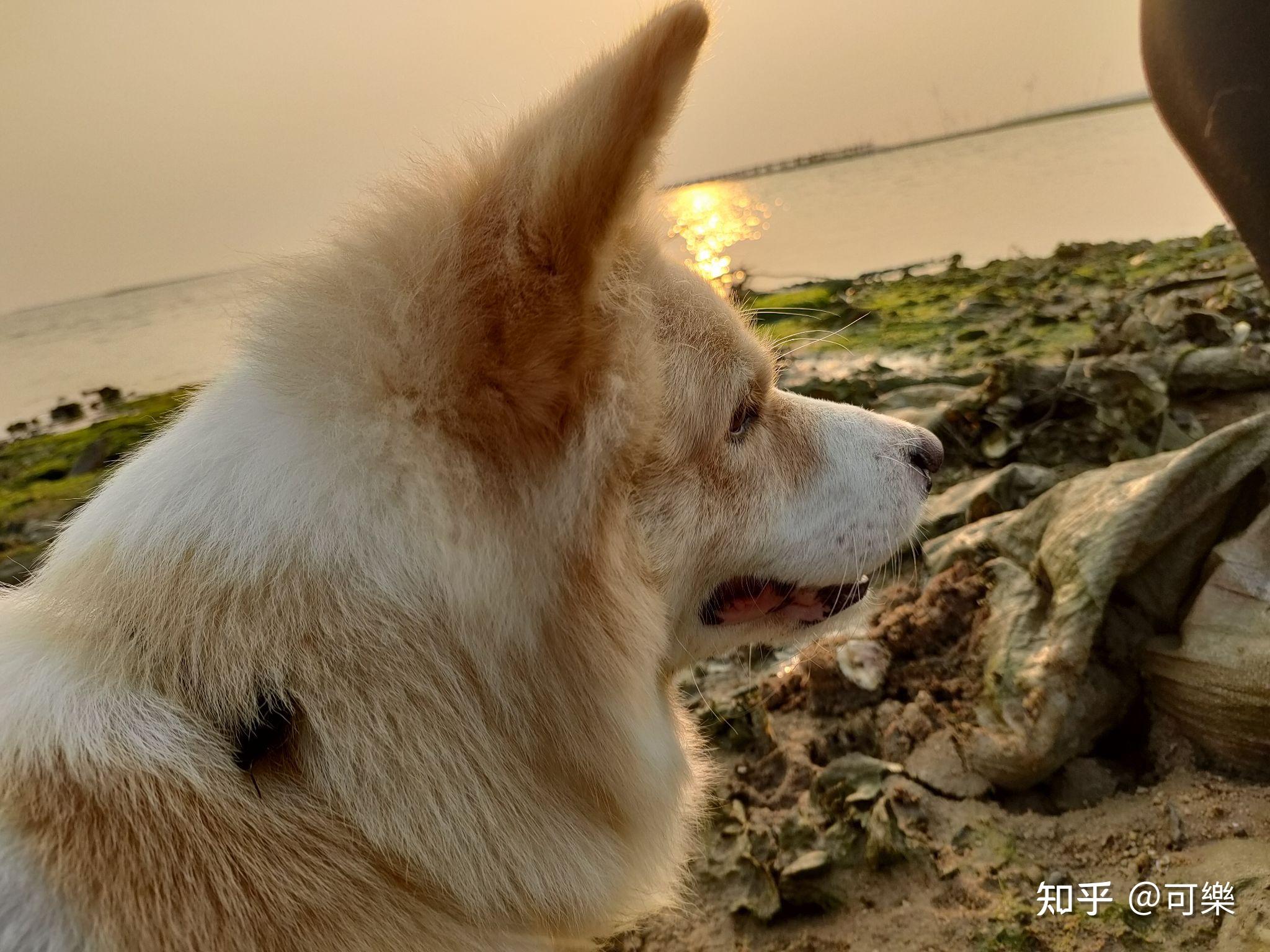 可以晒一下你们家狗狗的后脑勺吗