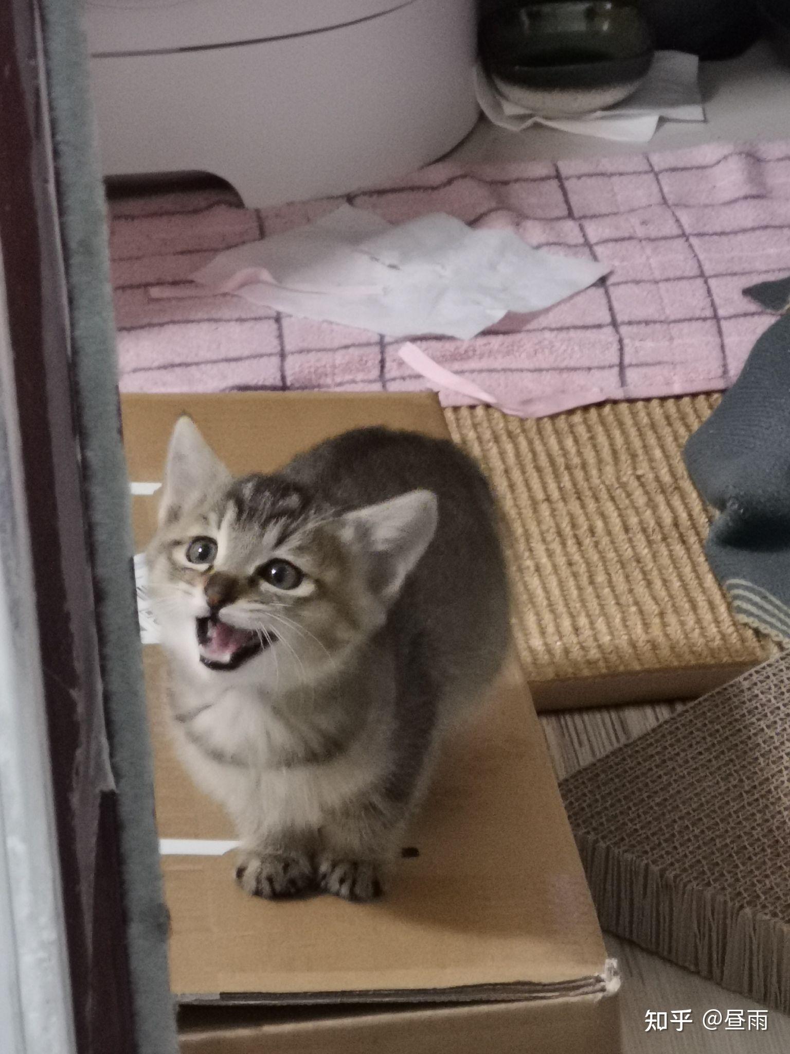 养雀猫(麻猫)是一种怎样的体验? - 知乎