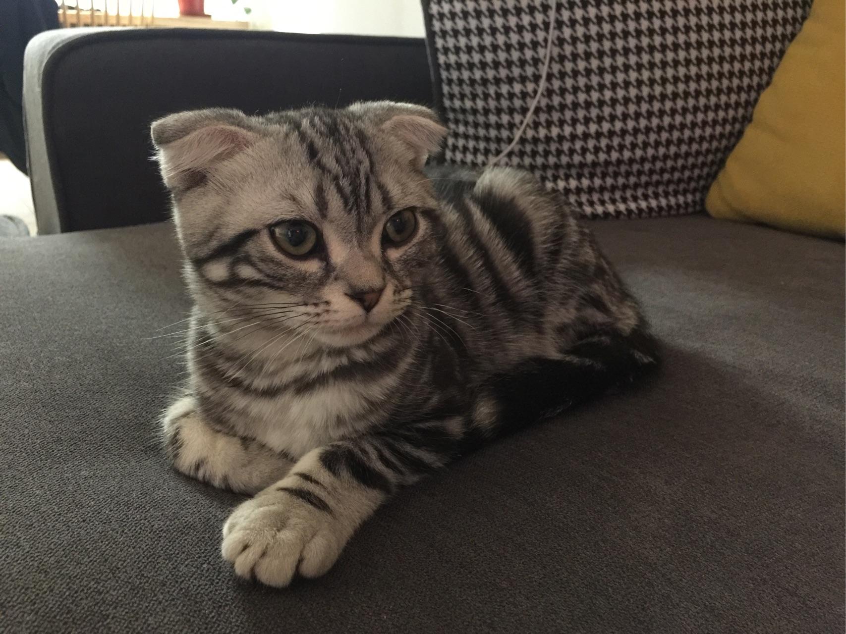 这只半折耳虎斑纯种吗