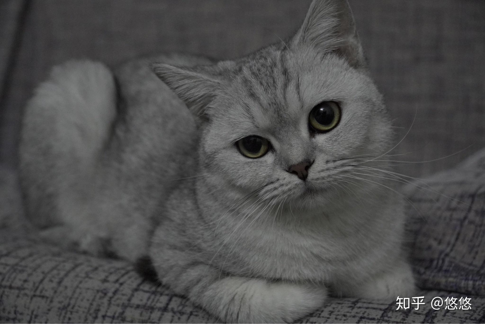 买金渐层好还是银渐层好