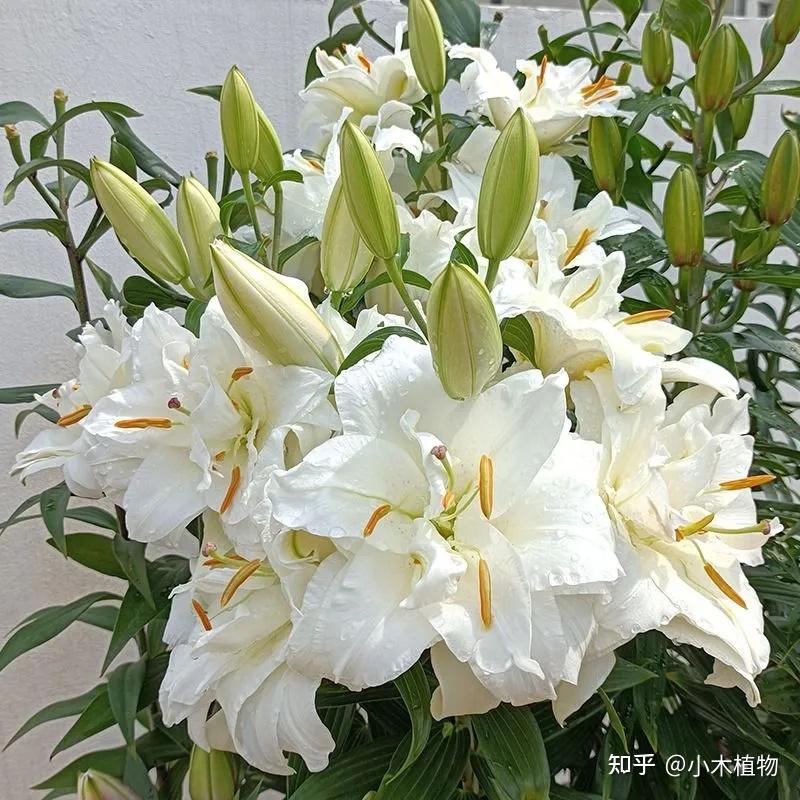百年好合——百合花 - 知乎