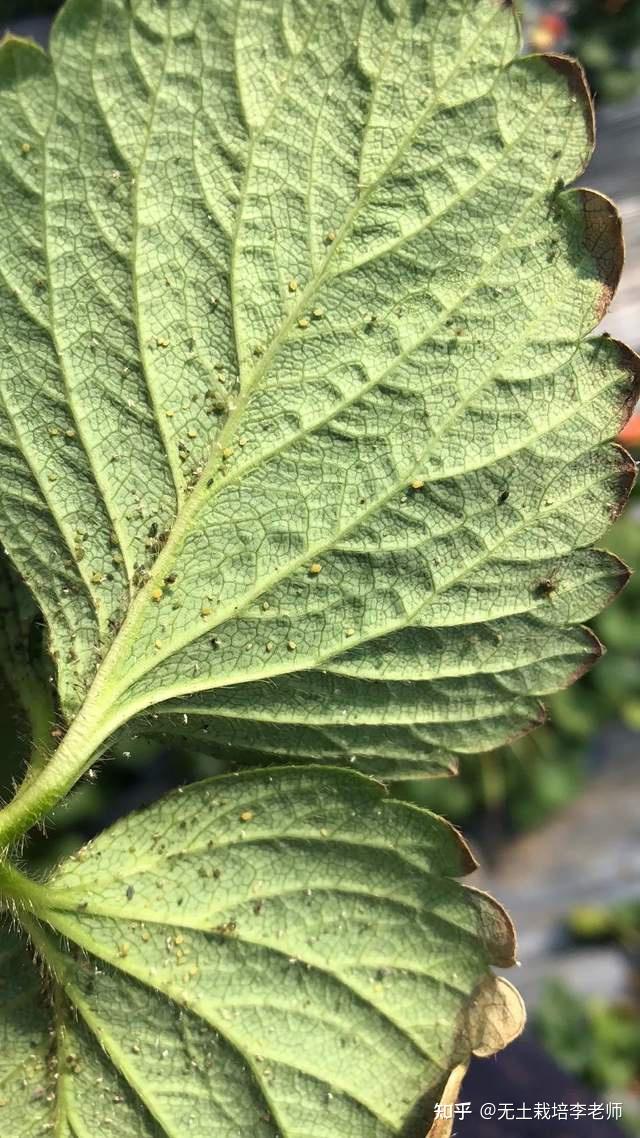 草莓红蜘蛛病害图片图片