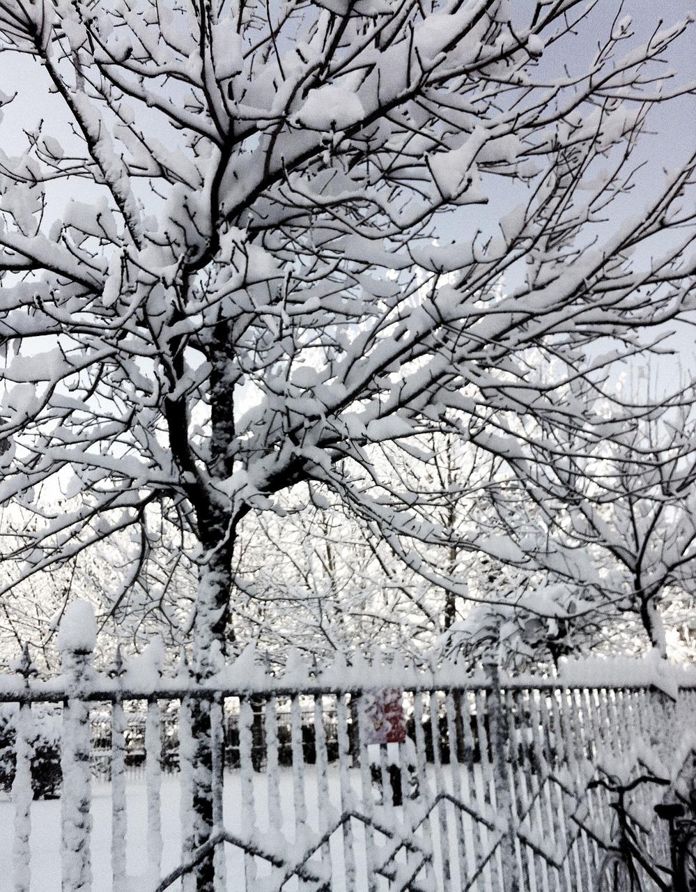 银装素裹的世界：雪后的校园