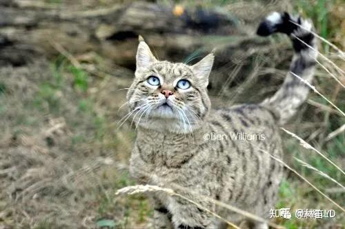 家猫是怎么来的?——我们从斑猫看起 - 知乎