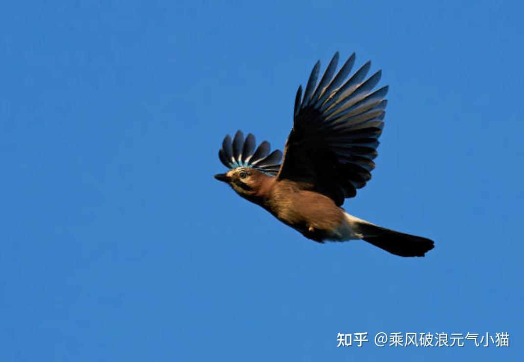 欧洲常见鸟类图鉴 - 欧亚松鸦 - 知乎