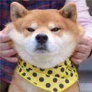 Zhihu profile picture for @stroll