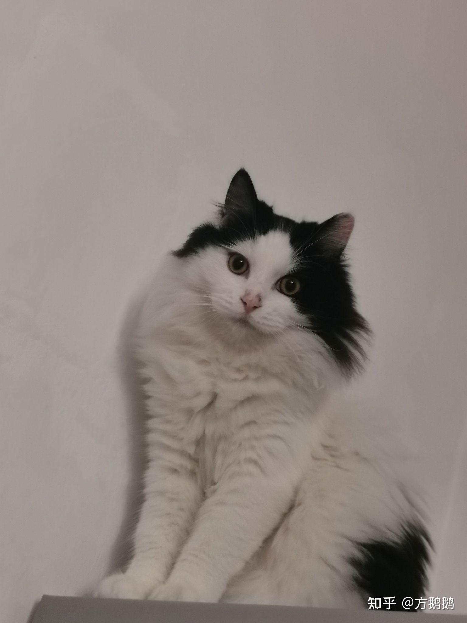 布偶和狮子猫串串是什么样子呀