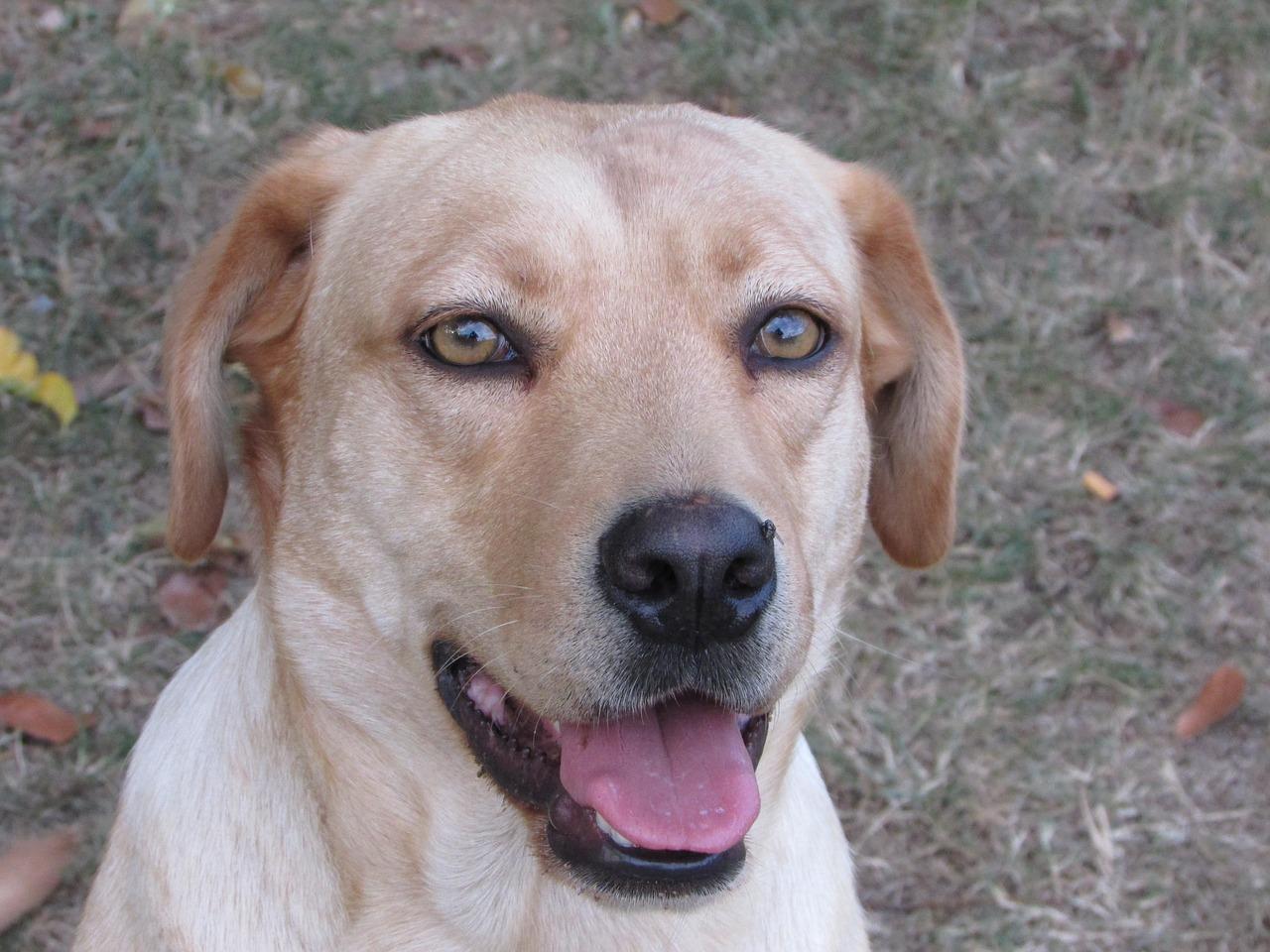 4. 萨摩耶日常护理