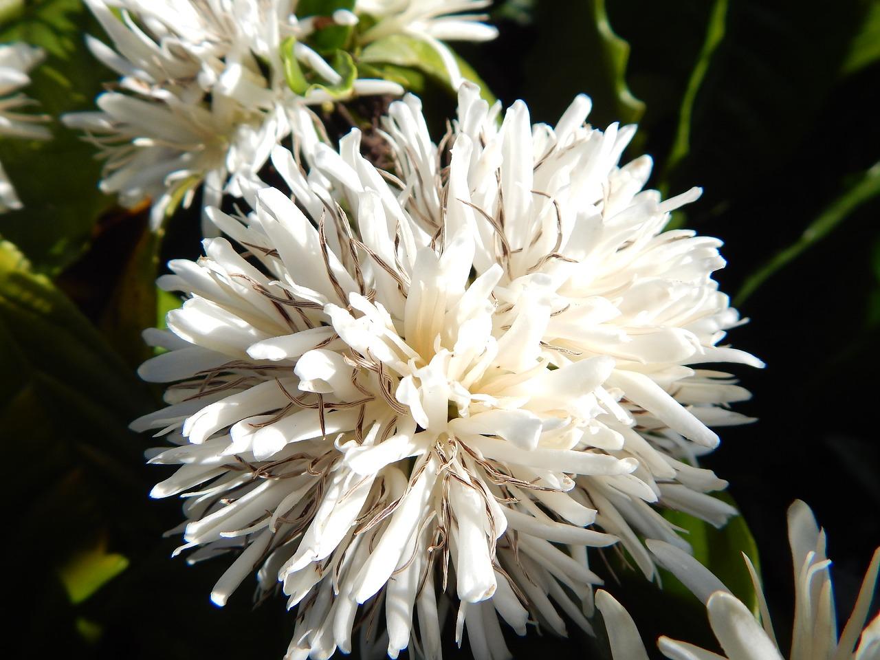 每亩地可以产多少油松