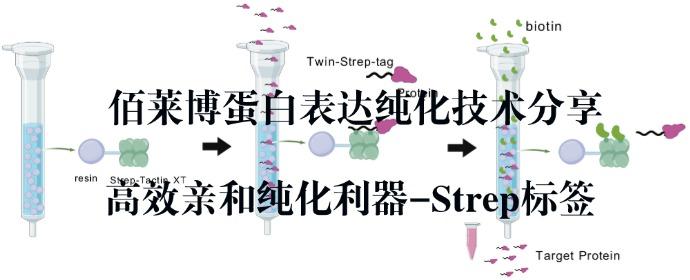 找对工具少走弯路！佰莱博技术分享：Strep 标签 —— 蛋白高效亲和纯化的关键利器 - 知乎