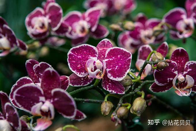 识花 | 各国国花里的文化（一） - 知乎