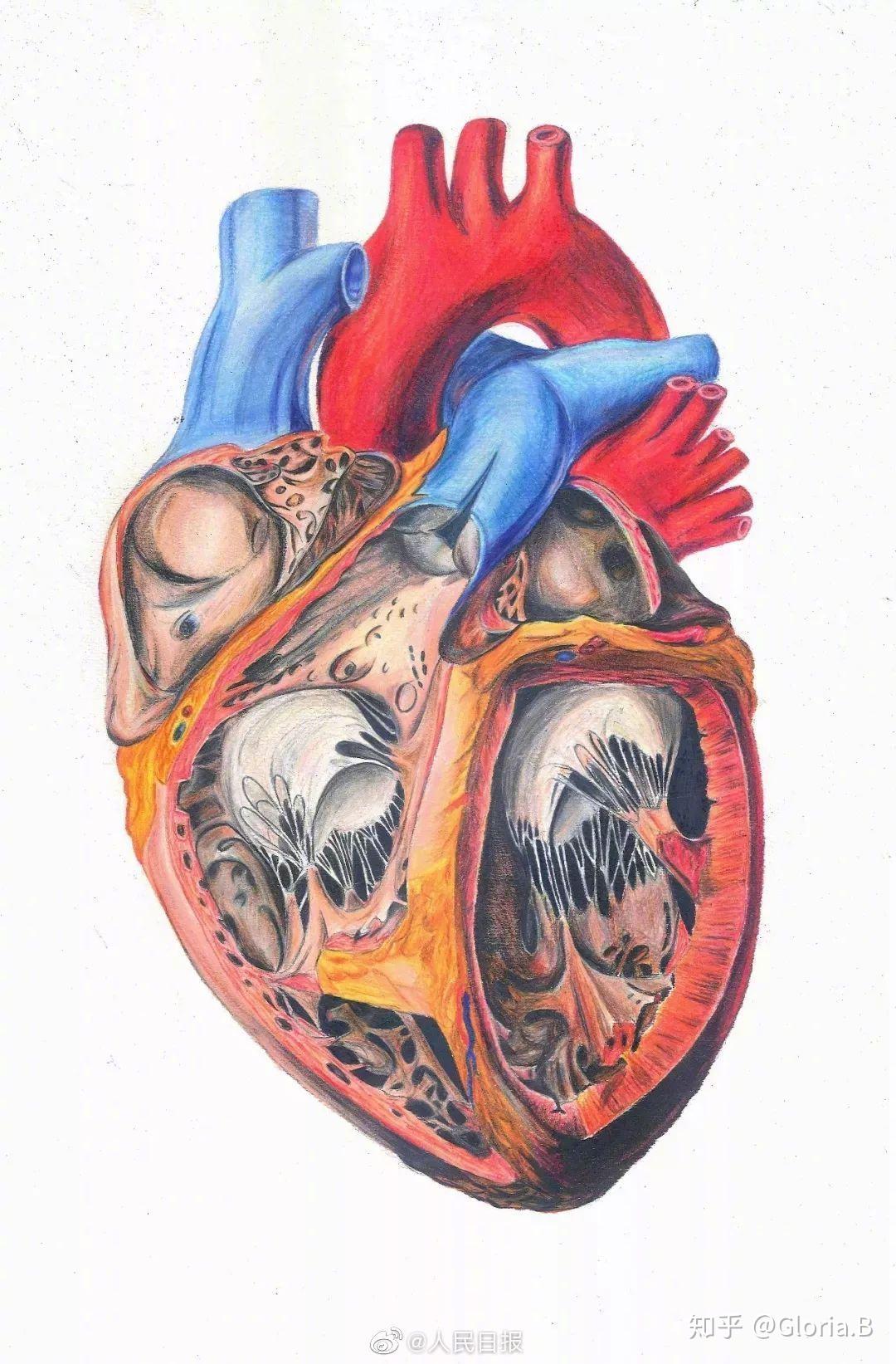 有哪些形态学绘图给你留下了深刻印象