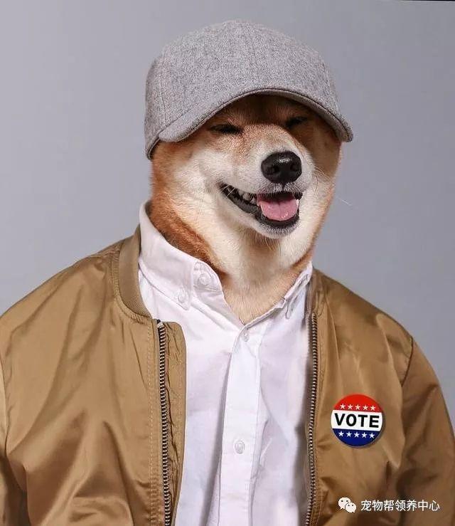 知乎大神有没有跟这个类似的柴犬穿衣服的头像