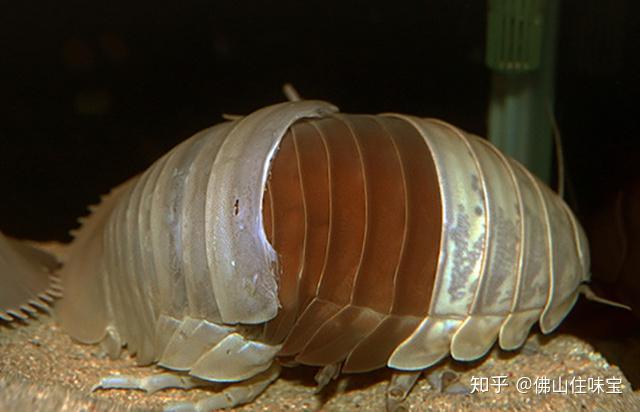 深海巨虱能吃吗好吃吗用什么方法可以烹饪