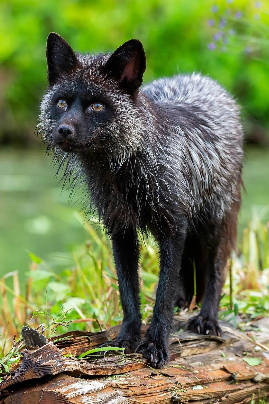 如何评价狐狸这种动物?它的本性真的狡诈吗?为什么妲己的形象是狐妖?