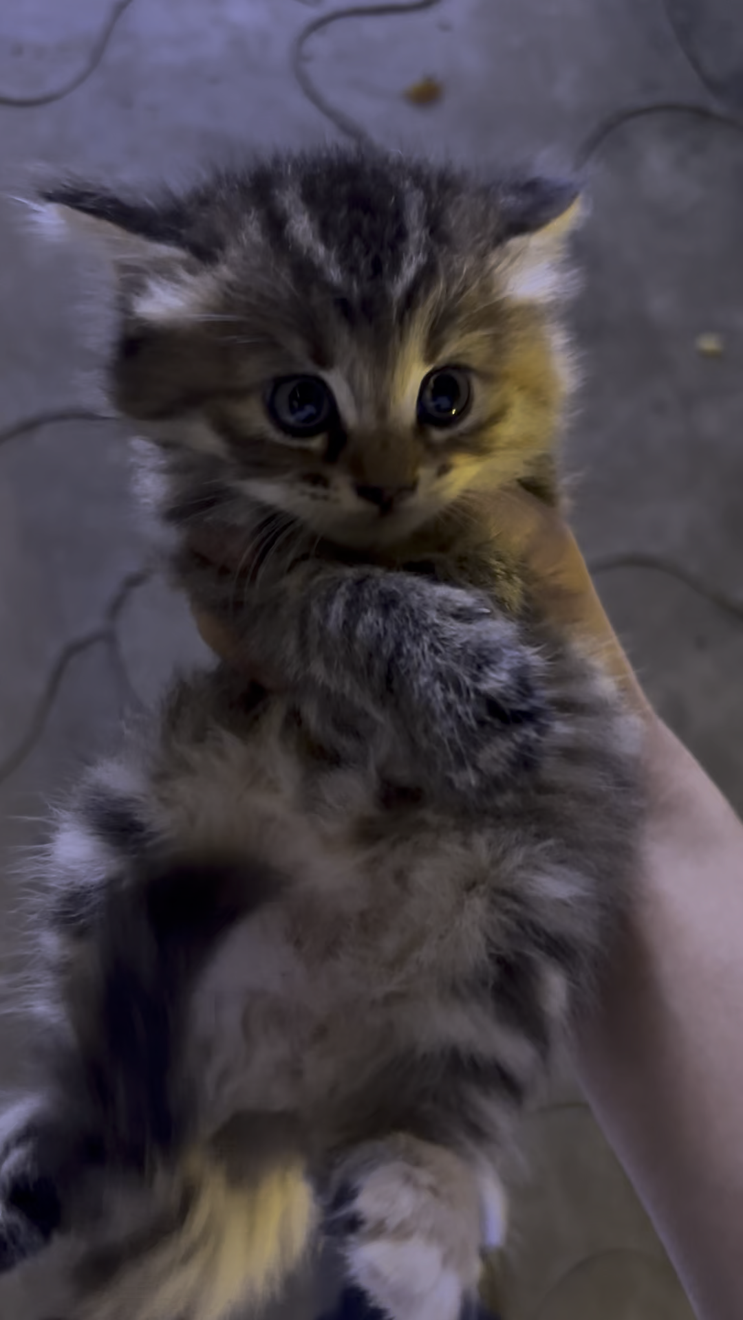 你家猫咪最萌的照片可以让我看看吗