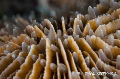 请问生物矿化作用，和微生物降解作用，两者有何区别和联系？ - 知乎