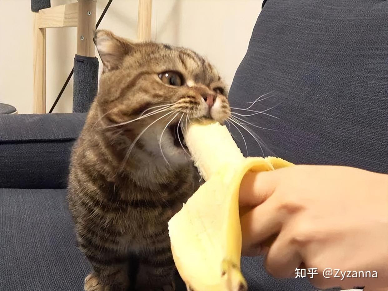 拉格多尔猫图片