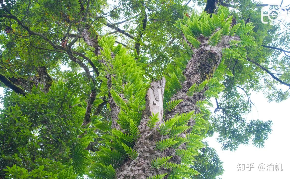 重庆发现世界最大的千年金丝楠木群，树王超1500年，你知道吗？ - 知乎