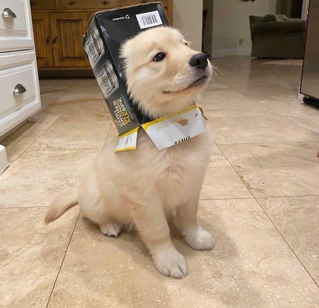 有没有类似这种的动物又沙雕又可爱的头像