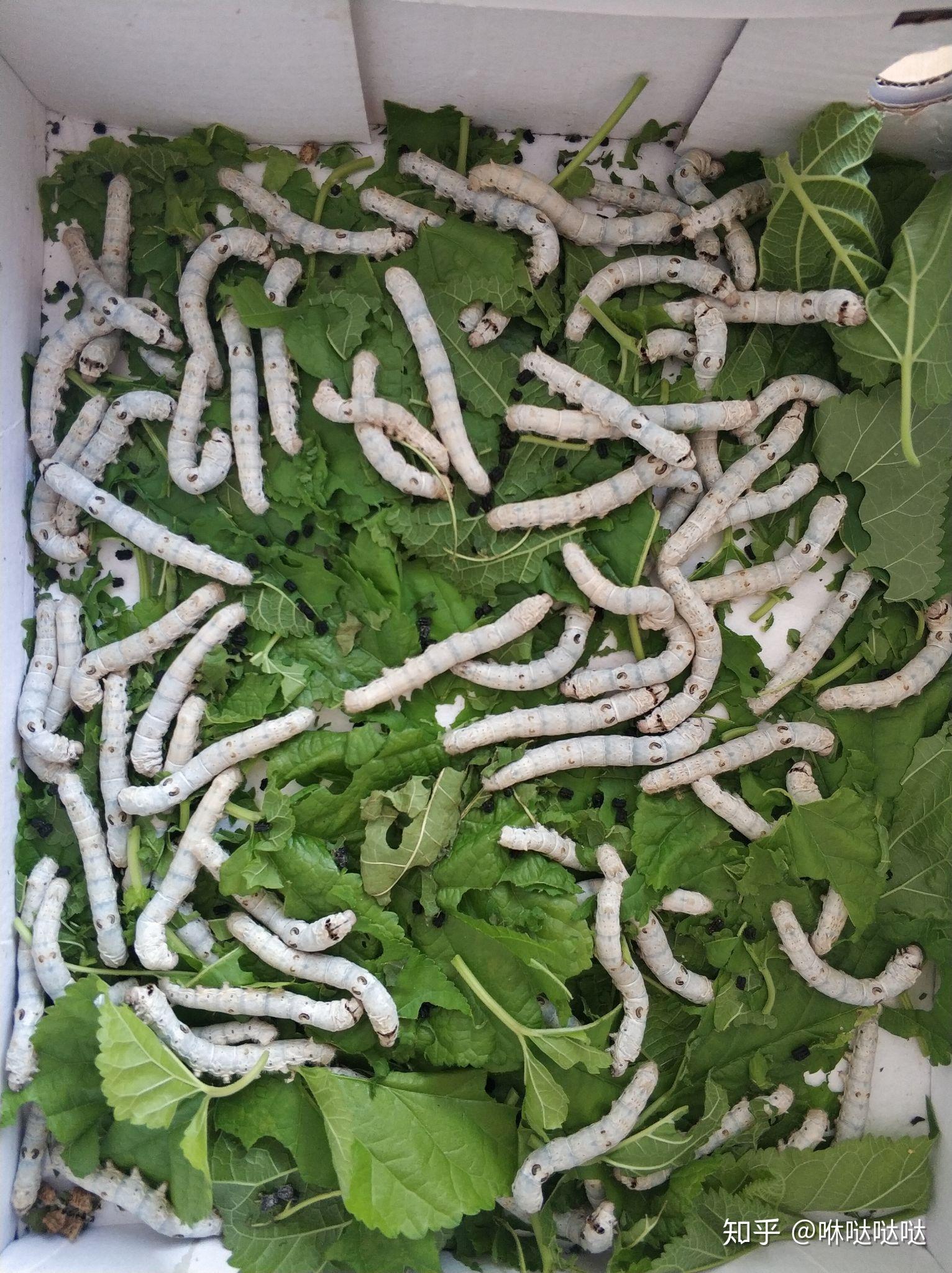 一龄的蚕宝宝不吃桑叶都把头抬着怎么回事