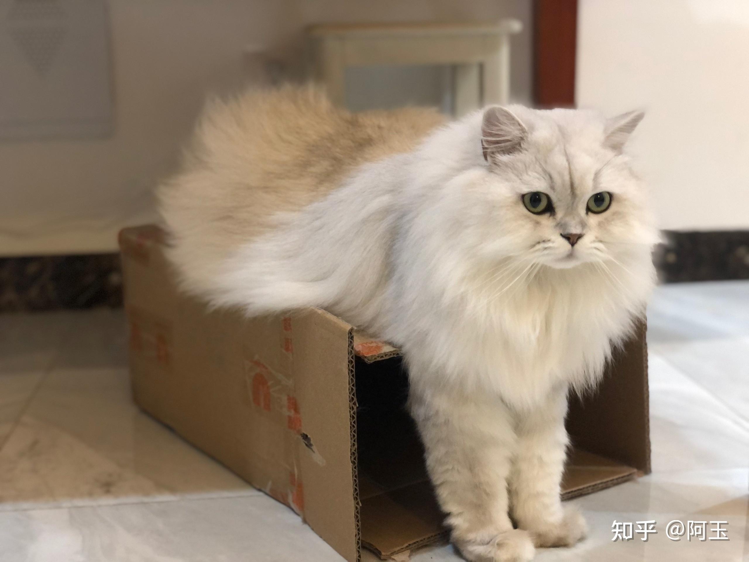 养金吉拉是怎样的体验