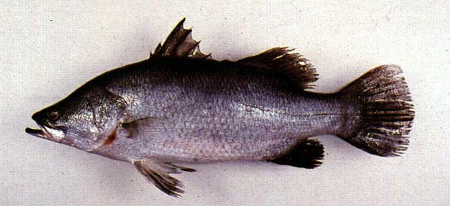 请问Barramundi fish是什么鱼？ - 知乎