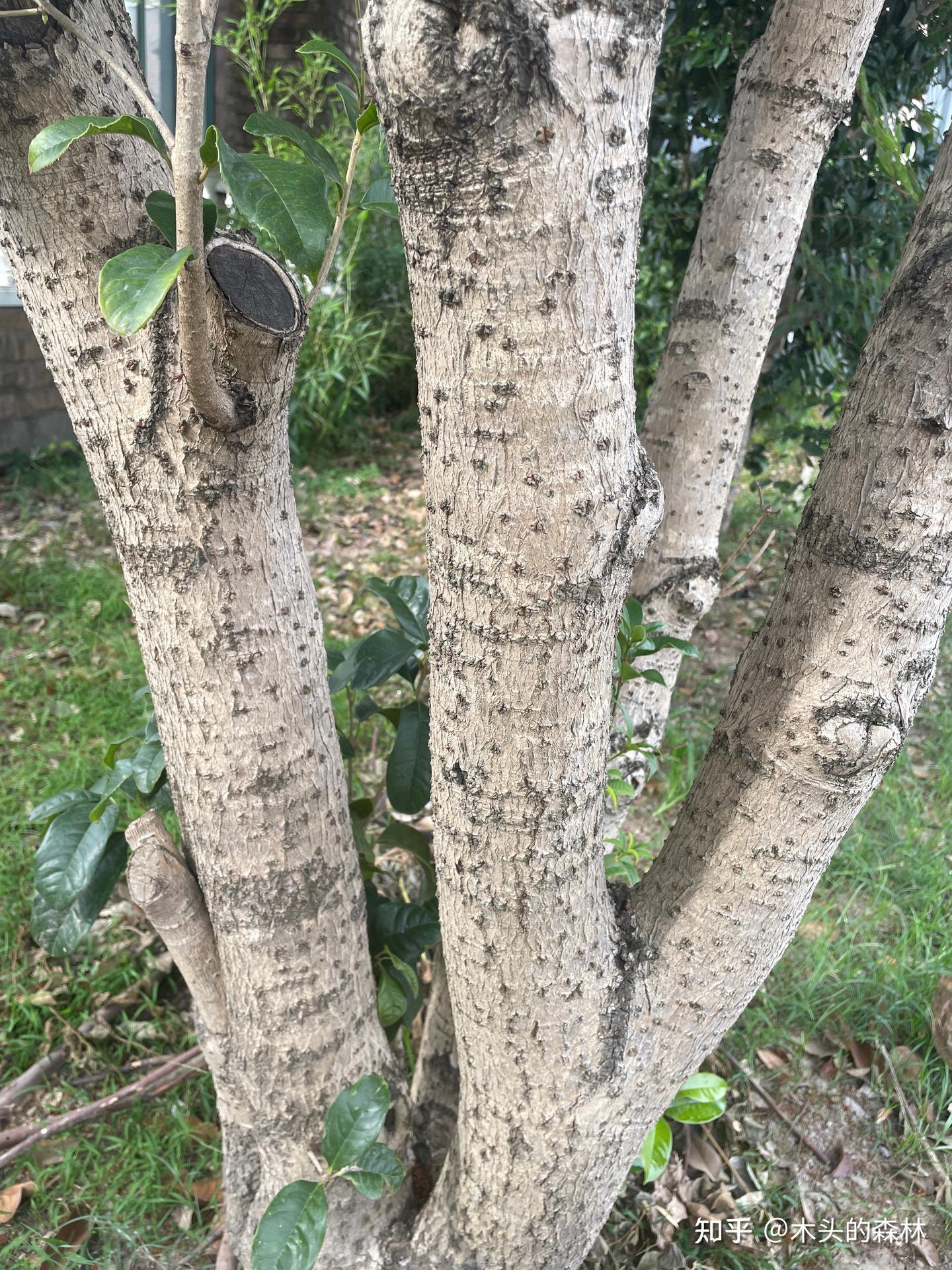 桂花为何又称为木犀(木樨)? - 知乎