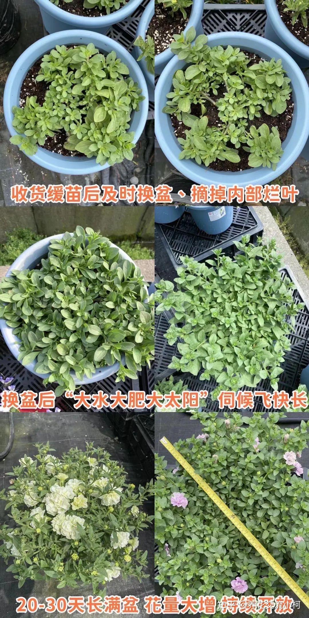 家里阳光多就可以入手重瓣 …