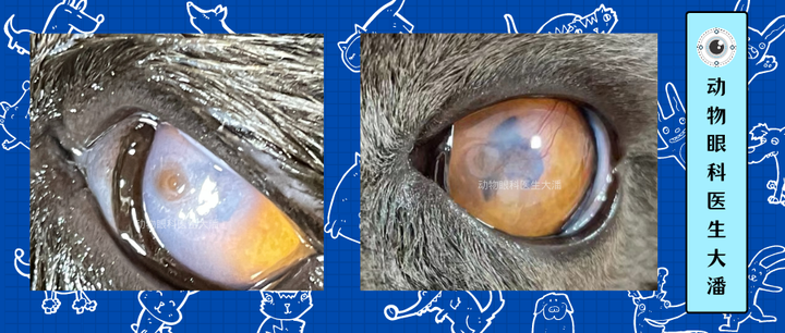猫眼睛有一层白膜,流泪,角膜有溃疡破损