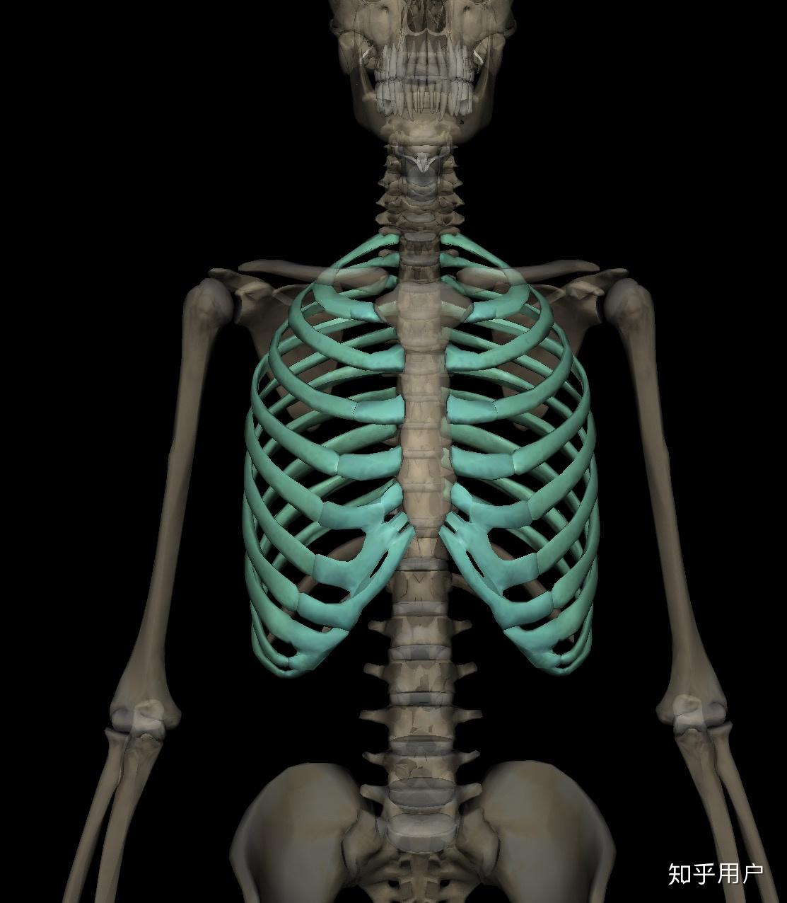 麻烦问一下,哪些骨有髓腔,哪些骨没有髓腔? - 知乎