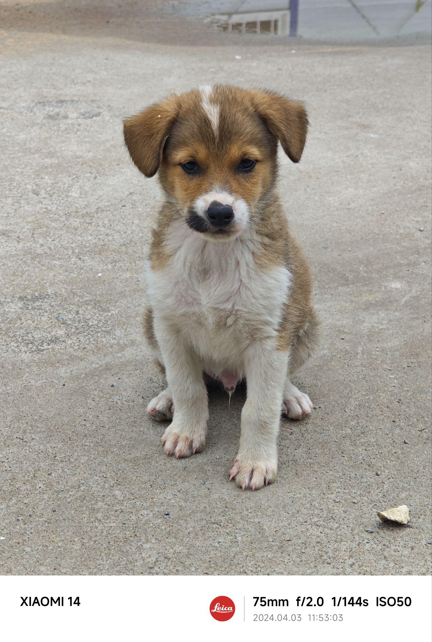 为什么所有狗里面土狗最丑,但是最难死?难道长得丑活得久?