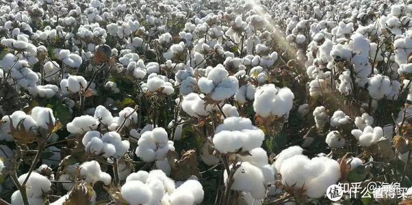 如何看待nike优衣库gapzara等品牌均在境外官网发布禁用新疆棉花的